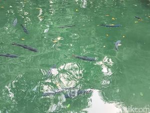Kisah dan Mitos di Balik Ikan Dewa Kuningan Kisah dan Mitos di Balik Ikan Dewa Kuningan