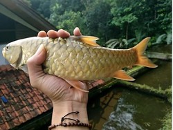 Menelisik Rencana Besar Kuningan Budidayakan Ikan Dewa