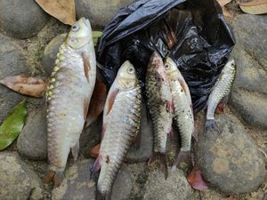 Usai Ikan-ikan Mati Mendadak, Kini Giliran Warga Kampung Naga Gatal-gatal Usai Ikan-ikan Mati Mendadak, Kini Giliran Warga Kampung Naga Gatal-gatal