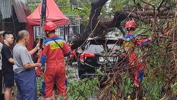 Pohon Tumbang Timpa Mobil di Jakbar gegara Hujan-Angin Kencang