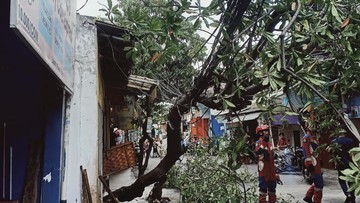 Pohon Tumbang Usai Diterpa Angin Kencang di Jakut, Damkar Evakuasi