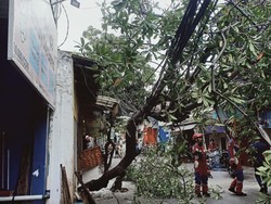 Pohon Tumbang Usai Diterpa Angin Kencang di Jakut, Damkar Evakuasi