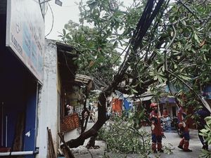 Pohon Tumbang Usai Diterpa Angin Kencang di Jakut, Damkar Evakuasi Pohon Tumbang Usai Diterpa Angin Kencang di Jakut, Damkar Evakuasi