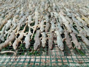 Cuan Manis dari Usaha Cicak Kering ala Sugandi di Cirebon