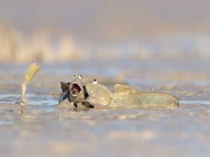 Aksi Kocak Hewan di Alam Liar Tertangkap Kamera, Bikin Gemas! Aksi Kocak Hewan di Alam Liar Tertangkap Kamera, Bikin Gemas!