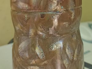 Uniknya Ikan Mbarase di Pantai Sikka NTT, Hanya Muncul Saat Bulan Sabit