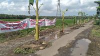 Parahnya Kerusakan Jalan Srikayangan Kulon Progo hingga Jadi Kebun Pisang