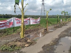 Protes Jalan Srikayangan Rusak, Warga Kulon Progo Tanami Pohon Pisang