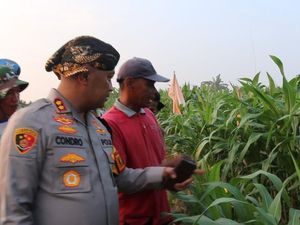 Polres Serang Targetkan Tanam 305 Hektare Jagung di 2025 Polres Serang Targetkan Tanam 305 Hektare Jagung di 2025