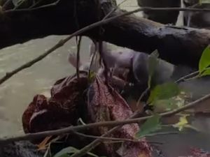 Hendak Cari Ikan, Warga Lombok Tengah Temukan Jasad Bayi di Sungai Hendak Cari Ikan, Warga Lombok Tengah Temukan Jasad Bayi di Sungai