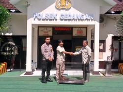 Elang Ular Bido Tertangkap Jaring di JLS Diserahkan ke BKSDA