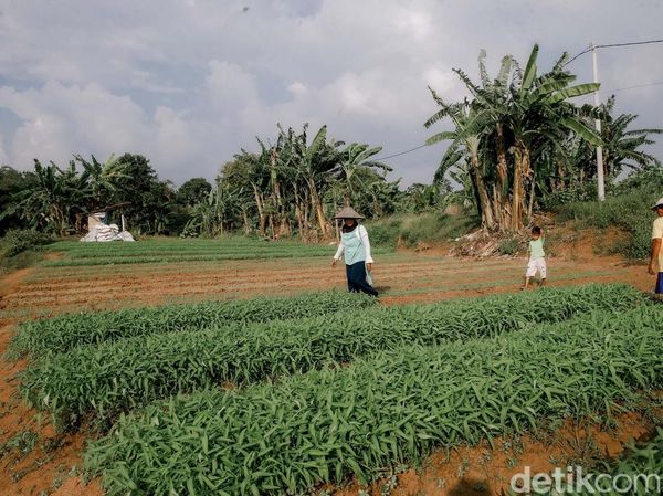 Perjuangan Petani di Tengah Maraknya Alih Fungsi Lahan Menjadi Hunian