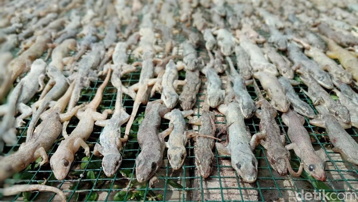 Produksi cicak kering di Cirebon. Produksi cicak kering di Cirebon.