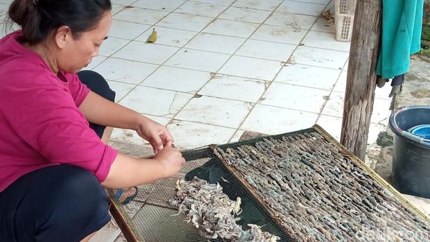 Produksi cicak kering di Cirebon.