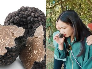 Seru! Nagita Slavina Cari Jamur Truffle di Italia Dibantu Penciuman Anjing