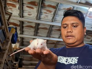 Cara Yuda Raih Belasan Juta Rupiah dari Tikus di Subang Cara Yuda Raih Belasan Juta Rupiah dari Tikus di Subang