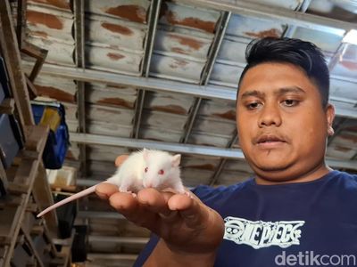Cara Yuda Raih Belasan Juta Rupiah dari Tikus di Subang