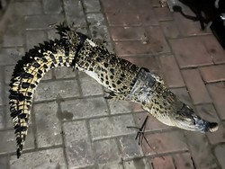 Geger Buaya Muncul di Saluran Air Permukiman Warga Cibinong Bogor