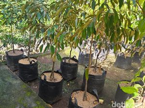 Ucapan HUT Amlapura Diganti Bibit Pohon, Pedagang Tanaman Panen Rezeki Ucapan HUT Amlapura Diganti Bibit Pohon, Pedagang Tanaman Panen Rezeki