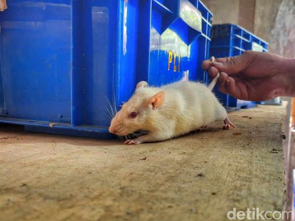 Cuan yang Kini Menguap dari Bisnis Budidaya Tikus Putih