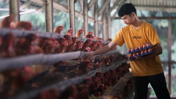 Butuh Telur untuk MBG, Indonesia Buru 100 Juta Ayam