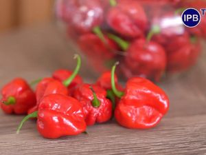 500 Kali Lebih Pedas, Ini Cabai yang Mirip Jambu Air dari IPB