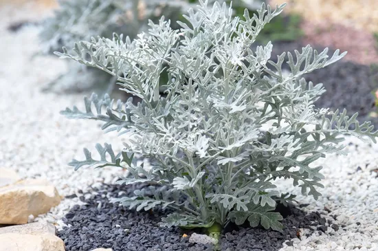 Dusty Miller memiliki daun-daun dengan bulu halus yang lebat, terlihat  bercahaya keperakan jikalau malam