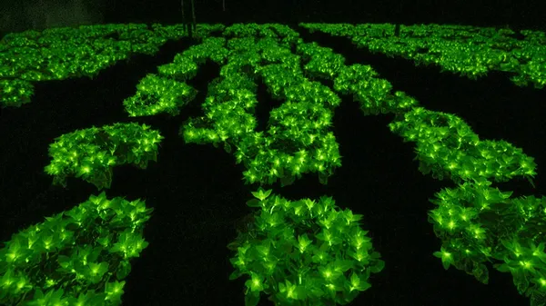 Firefly Petunia sanggup menyala dalam gelap