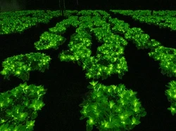 Tanaman Ini Bisa Menyala di Gelap, Kok Bisa?