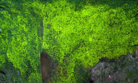 Glowing moss di suatu gua erat Orvieto di Italia.