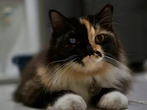 8 Bau yang Dibenci Kucing dan Perlu Dihindari Pemiliknya 8 Bau yang Dibenci Kucing dan Perlu Dihindari Pemiliknya