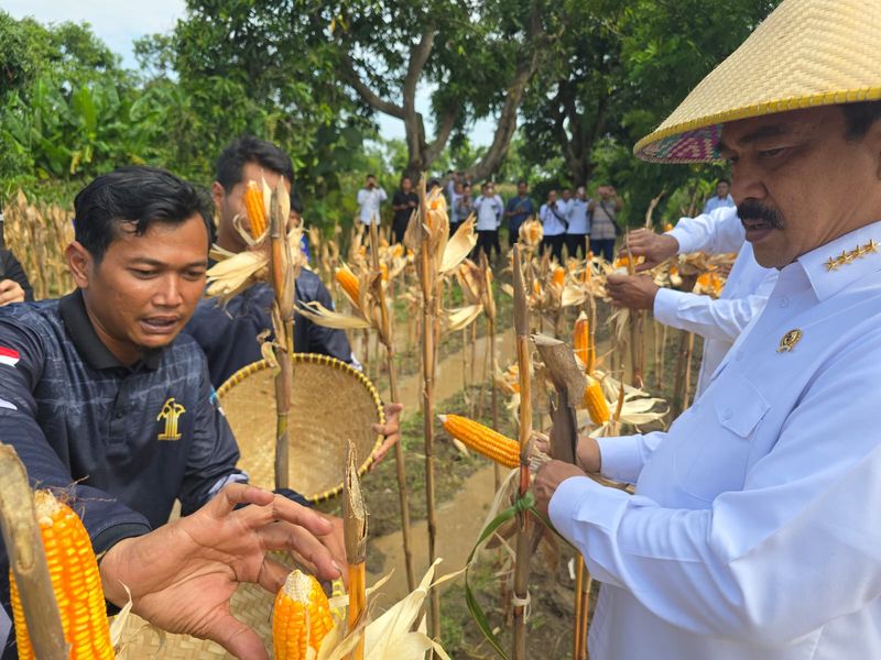Menteri Imigrasi dan Permasyarakatan (Imipas) Agus Andrianto memimpin panen jagung di Sarana Asimilasi dan Edukasi (SAE) Semar Budal 1, Lapas Terbuka Kelas IIB Kendal Jawa Tengah (Foto: Audrey Santoso/detikcom)