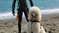 Foto: Kenalin Ini Nilo, si Pudel Gemas yang Menjaga Pantai Spanyol