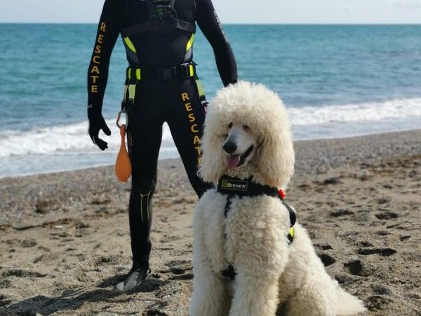 Foto: Kenalin Ini Nilo, si Pudel Gemas yang Menjaga Pantai Spanyol