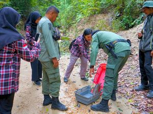 Trenggiling, Satwa Dilindungi yang Berkelana di Hutan Lindung Tarakan Trenggiling, Satwa Dilindungi yang Berkelana di Hutan Lindung Tarakan