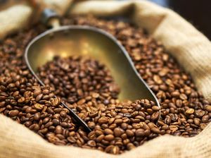 7 Varietas Kopi Spesial dengan Bentuk Biji Berbeda 7 Varietas Kopi Spesial dengan Bentuk Biji Berbeda