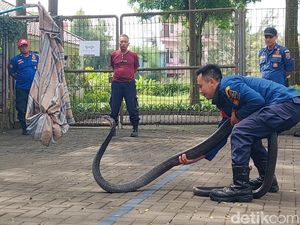 Penampakan King Kobra Raksasa yang Tebar Ancaman ke Warga Cipatat Penampakan King Kobra Raksasa yang Tebar Ancaman ke Warga Cipatat