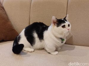 Main Sama Sapi, Kucing Gemoy, di Cat Lounge SCBD Main Sama Sapi, Kucing Gemoy, di Cat Lounge SCBD