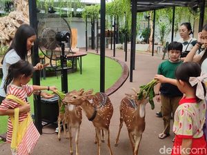 Video: Nggak Nyangka! Ada Ular-Rusa di Tengah Kawasan SCBD Video: Nggak Nyangka! Ada Ular-Rusa di Tengah Kawasan SCBD