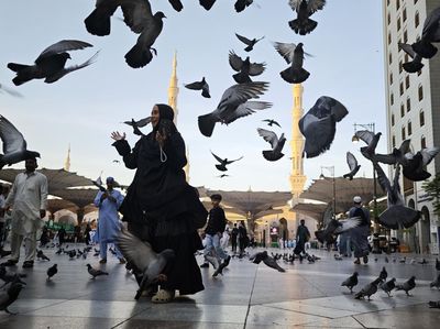 Kawanan Merpati Semarakkan Suasana Bulevar Masjid Nabawi