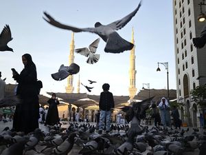 Video Fakta Ajaib Merpati Nabawi yang Jarang Orang Tahu!