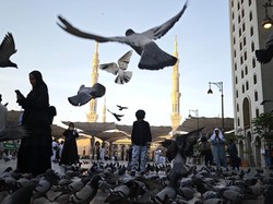 Video Fakta Ajaib Merpati Nabawi yang Jarang Orang Tahu!