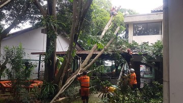 Pohon Sapu Tangan 15 Meter di SMA Kota Bogor Tumbang dan Timpa Musala