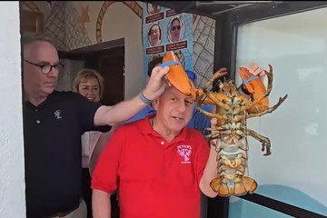 Resto Ini Lepaskan 'Maskot' Lobster Berusia 110 Tahun ke Laut