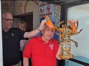 Resto Ini Lepaskan Maskot Lobster Berusia 110 Tahun ke Laut Resto Ini Lepaskan Maskot Lobster Berusia 110 Tahun ke Laut