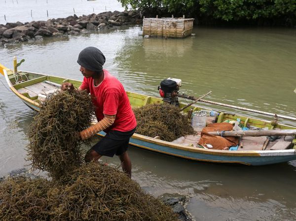 Rumput Laut Indonesia Penuhi Kebutuhan Dunia