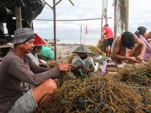 Ekspor Rumput Laut RI Tembus Rp 4,9 T Ekspor Rumput Laut RI Tembus Rp 4,9 T