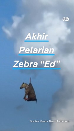 Video: Akhir Pelarian Zebra Ed yang Kabur dari Pemiliknya