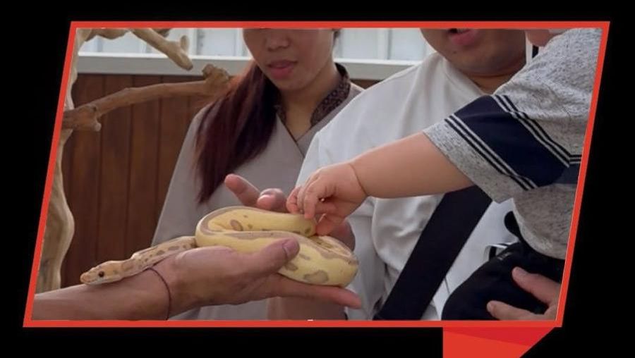 Video: Nggak Nyangka! Ada Ular-Rusa di Tengah Kawasan SCBD