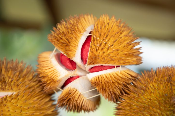 Durian udang merah